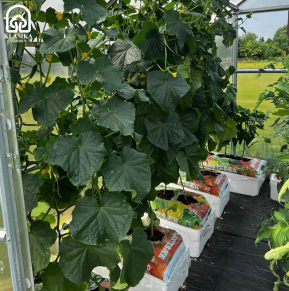 Augalų drėkinimo dėžė KLASIKA Garden Basic