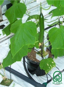 Laistymo sistema KLASIKA DROP