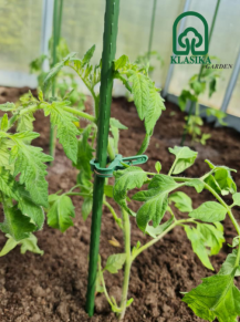 Kuoliukas augalams, tiesus