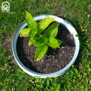 Metalinė užtvarėlė-žiedas augalams atskirti